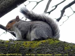 91 - Claphman Common (Londra)
